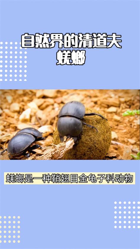 齜螂|自然界的清道夫——蜣螂